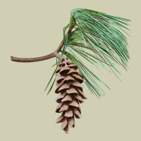 White Pine Cone Heavy Core Tee | Teevron