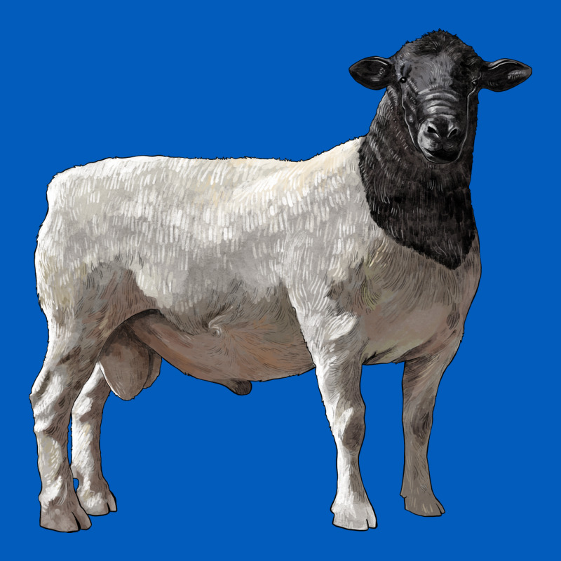 Dorper Sheep Urban Hoodie by LillyAllenDesigns | Teevron