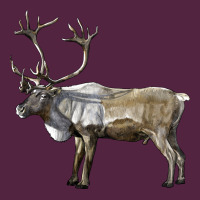 Reindeer Buck Deer Urban Hoodie | Teevron