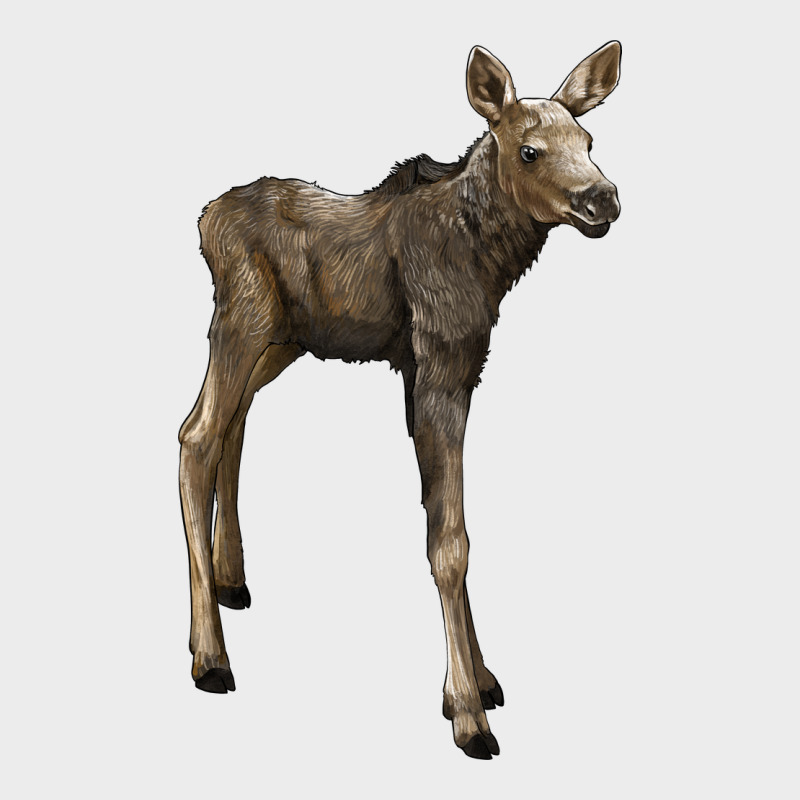 Moose Fawn Deer Urban Hoodie by LillyAllenDesigns | Teevron