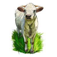 Charolais Heifer | Teevron