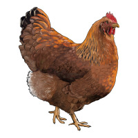 New Hampshire Red Chicken Premium Tee | Teevron