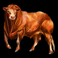 Red Angus Bull Urban Hoodie | Teevron