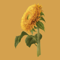 Teddy Bear Sunflower Urban Hoodie | Teevron