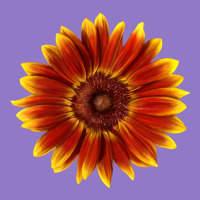 Little Becka Sunflower Urban Hoodie | Teevron