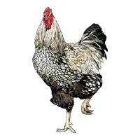 wyandotte rooster | Teevron