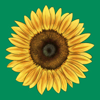 Giganteus Sunflower Urban Hoodie | Teevron