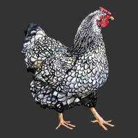 wyandotte chicken | Teevron