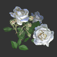 white dawn rose | Teevron