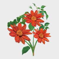 Tithonia Fiesta Del Sol Sunflower Urban Hoodie | Teevron