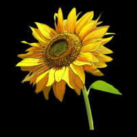 Sunflower Urban Hoodie | Teevron