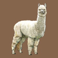 Alpaca Premium Tee | Teevron