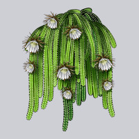 Selenicereus Cactus Urban Hoodie | Teevron