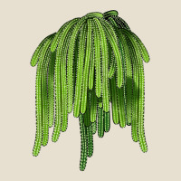 Selenicereus Cactus Urban Hoodie | Teevron