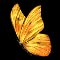 Flying Cloudless Sulphur Butterfly Urban Hoodie | Teevron