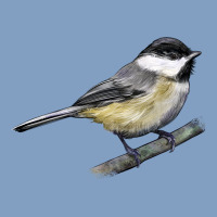 Black Capped Chickadee Urban Hoodie | Teevron