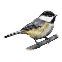 Black Capped Chickadee | Teevron