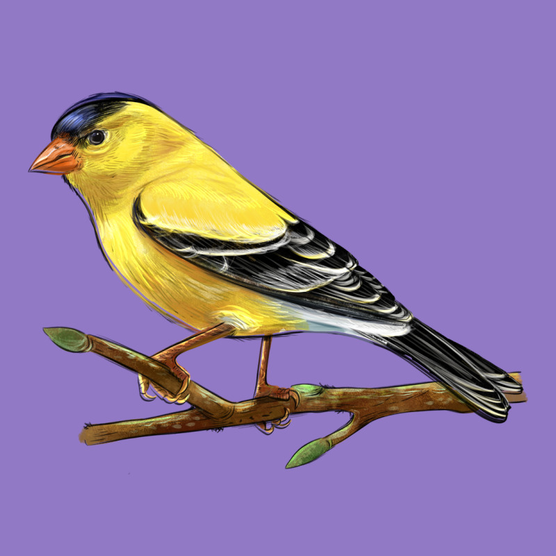 American Goldfinch Urban Hoodie by LillyAllenDesigns | Teevron