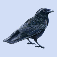 American Crow Urban Hoodie | Teevron
