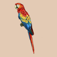 Scarlet Macaw Parrot Urban Hoodie | Teevron