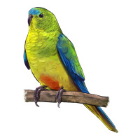 Neophema Parrot | Teevron