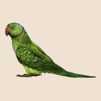 Ring Necked Parakeet Urban Hoodie | Teevron