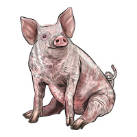 american yorkshire pig | Teevron