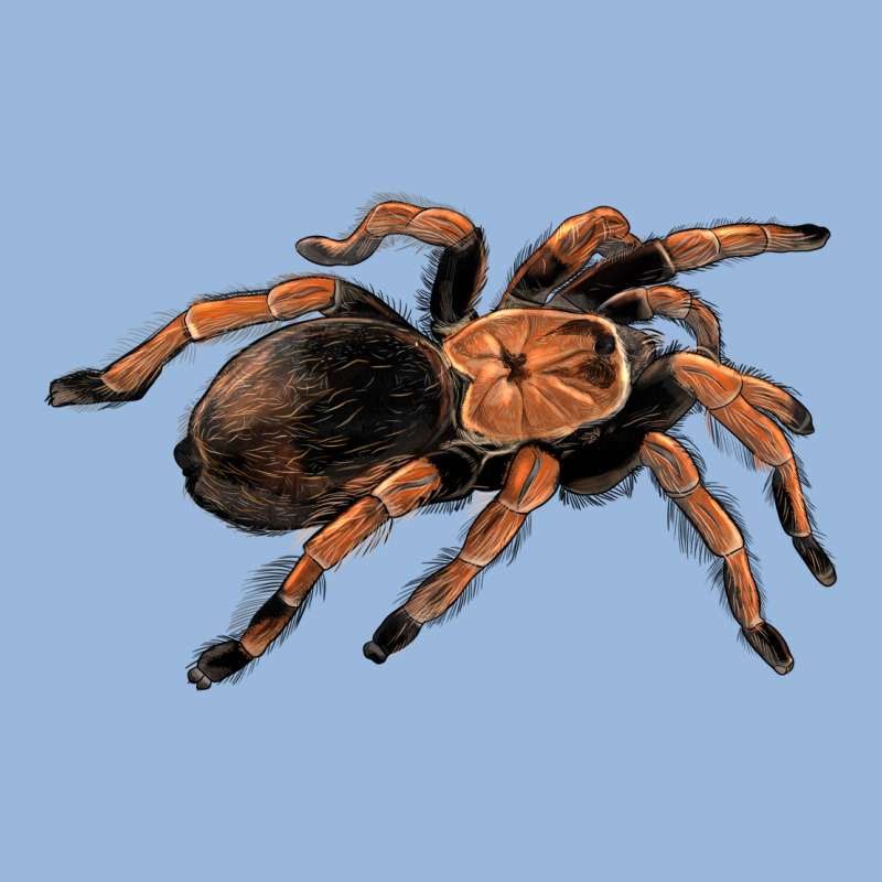 Mexican Red Knee Tarantula Premium Hoodie by LillyAllenDesigns | Teevron