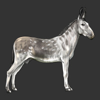 Andalusian Donkey | Teevron