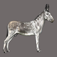 Andalusian Donkey Urban Hoodie | Teevron