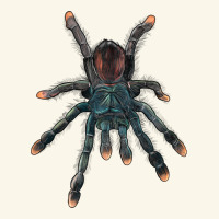Pink Toe Tarantula Premium Hoodie | Teevron