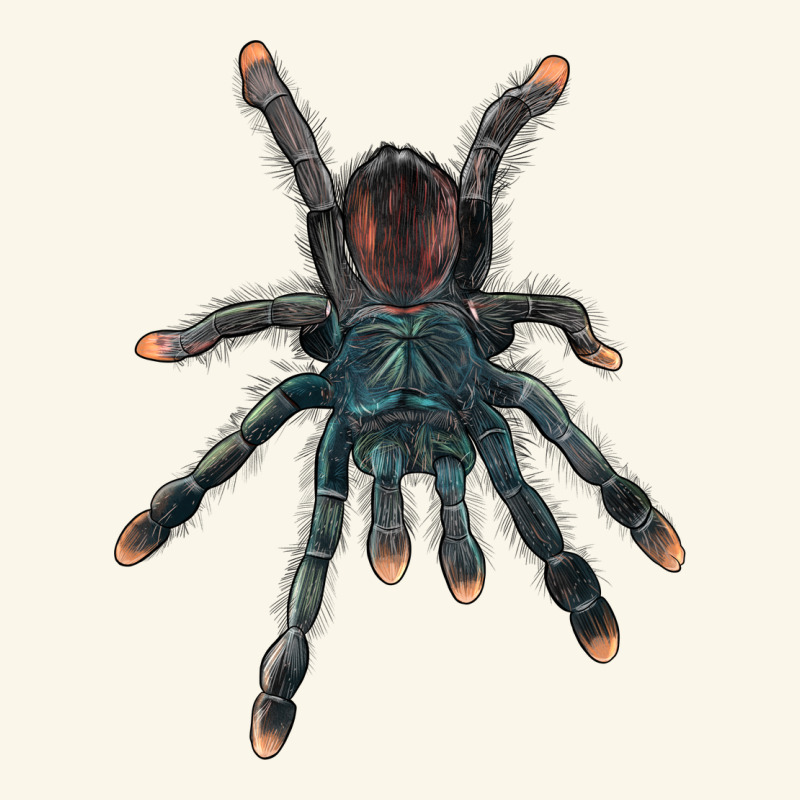 Pink Toe Tarantula Premium Hoodie by LillyAllenDesigns | Teevron