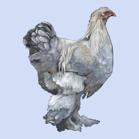 Brahma Chicken Urban Hoodie | Teevron