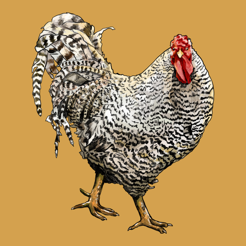 Dominique Rooster Urban Hoodie by LillyAllenDesigns | Teevron