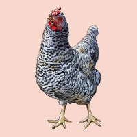 Dominique Chicken Urban Hoodie | Teevron