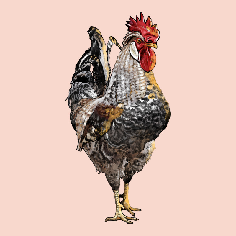 Cream Legbar Rooster Urban Hoodie by LillyAllenDesigns | Teevron