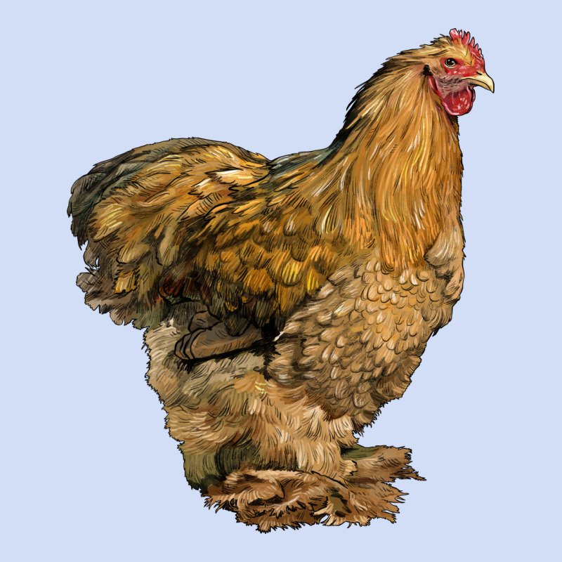 Cochin Chicken Urban Hoodie by LillyAllenDesigns | Teevron