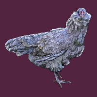 Ameraucana Chicken Urban Hoodie | Teevron