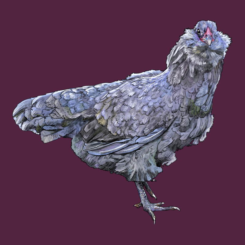 Ameraucana Chicken Urban Hoodie by LillyAllenDesigns | Teevron