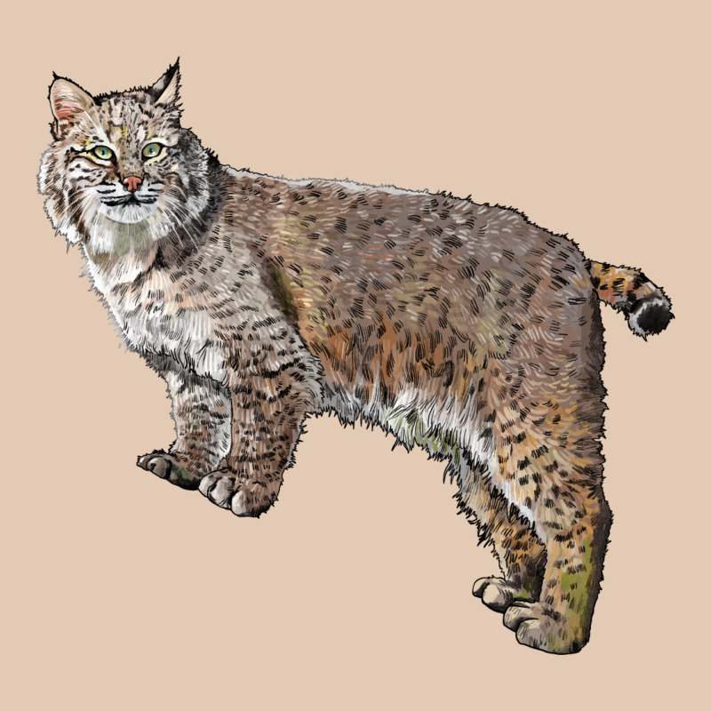 Bobcat Urban Hoodie by LillyAllenDesigns | Teevron
