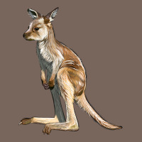 Baby Kangaroo Premium Hoodie | Teevron