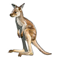 baby kangaroo | Teevron