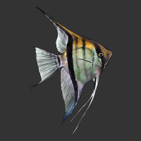 Angelfish | Teevron