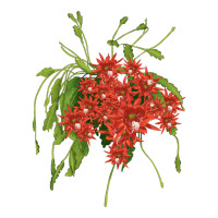 Red Orchid Cactus | Teevron