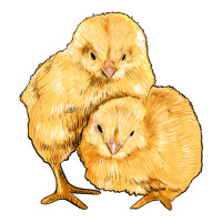 chicks | Teevron