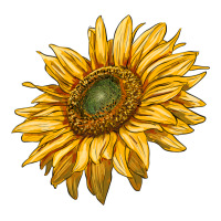 sunflower | Teevron