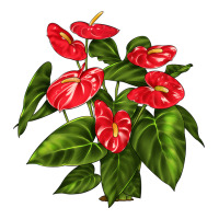 anthurium | Teevron