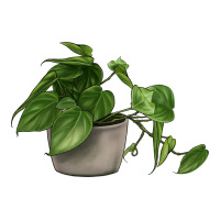 Philodendron | Teevron