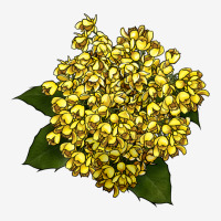 Oregon Grape Flower Illustrations Urban Hoodie | Teevron