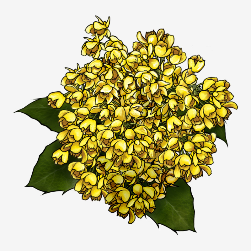Oregon Grape Flower Illustrations Urban Hoodie by LillyAllenDesigns | Teevron